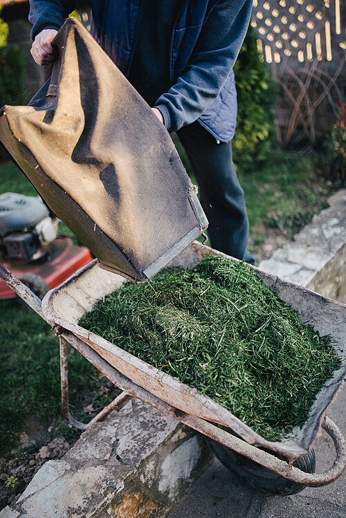 Freshly cut garden material being collected into a wheelbarrow